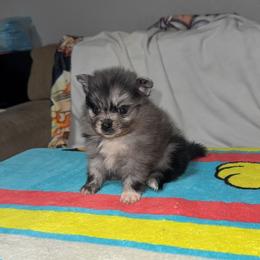 Luffy - Blue merle male Pomeranian puppy in Fort Worth, Texas from Alo's Pom's
