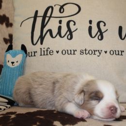 Jimmy - Miniature Australian Shepherd puppy in Victoria, Texas from 4M Australian Shepherds