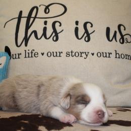 Jimmy - Miniature Australian Shepherd puppy in Victoria, Texas from 4M Australian Shepherds