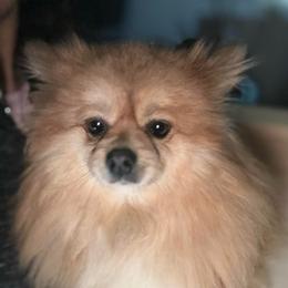 Stella - Pomeranian
