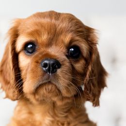 Cavalier King Charles Spaniels from New York Cavaliers