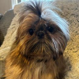 Girl 1 - Red female Shih Tzu puppy in Dallas, Texas from A Sassy Soul Shih-Tzu