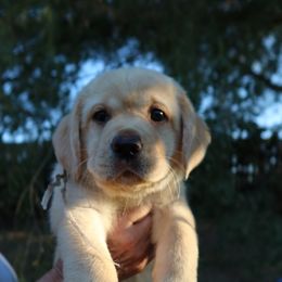 Labrador Retriever Puppies from Hansen Retrievers