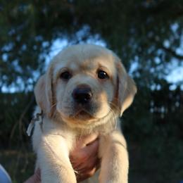 Labrador Retriever Puppies from Hansen Retrievers