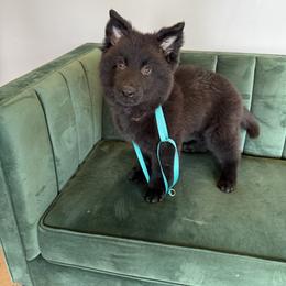 Maverick- Puppy - Black male German Shepherd puppy in Baltimore, Maryland from Abenteurer German Shepherds & Belgian Malinois