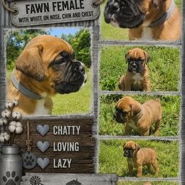Girl 1 - Fawn female Boxer puppy in Hopkins, Michigan from Truax Farms