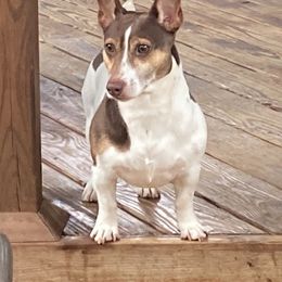Teddy Roosevelt Terrier puppies from Jeanius Kennel