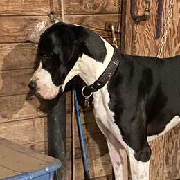 Great Danes from Kayla Neal