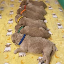 Golden Retriever Puppies from Honeyroux Goldens