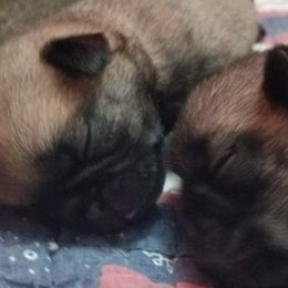Pug puppies from Rick Barrera Pugs