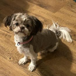 Sage - Shih Tzu