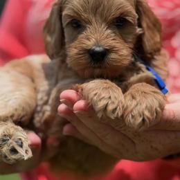 Boy 3  Teddy - Red male Australian Labradoodle puppy in Waco, Texas from RainPuddle's Labradoodles