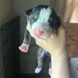 Boy 4 - Black, white and red male Greater Swiss Mountain Dog puppy in Lower Burrell, Pennsylvania from Polyanna’s GSMD