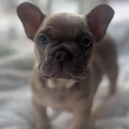 Olaf - Blue male French Bulldog puppy in Salisbury, Maryland from 77 Frenchies Maryland