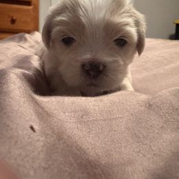 Grey Collar - Cream male Lhasa Apso puppy in Port Royal, Virginia from Hearth and Hound Family Farms