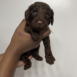 White Collar Boy - Brown male Poodle puppy in Valdosta, Georgia from Posh Poodles