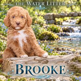 Brook - Merle male Bernedoodle puppy in Westminster, South Carolina from Goldendoodlepuppiessc