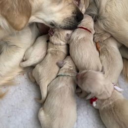 Golden Retriever Puppies from Glenmac Goldens