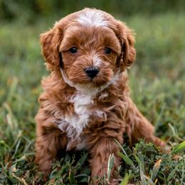 Aussiedoodles, Cavapoos, and Goldendoodles from Grace Acres Puppies