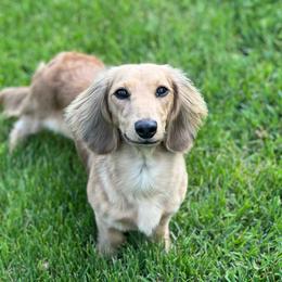Keevah - Dachshund
