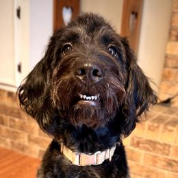 Labradoodles and Poodles from CJ’s Canine Companions
