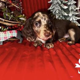 Dachshund Puppies from Signature Sloan - Long Hair Dachshunds