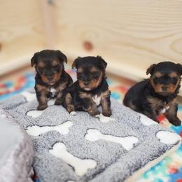 Biewer Terrier and Yorkshire Terrier Puppies from Little Paw Cottage