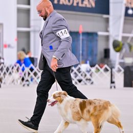 QUINN - Miniature American Shepherd