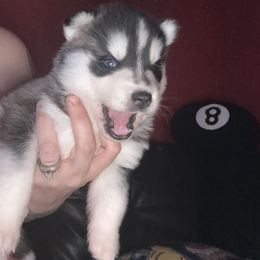 Bear - Black and white male Siberian Husky puppy in Youngstown, Ohio from Husky Breeds