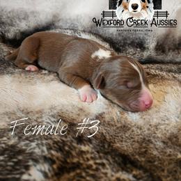 Girl 3 - female Australian Shepherd puppy in Harpers Ferry, Iowa from Wexford Creek Aussies, LLC