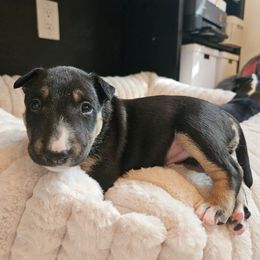 Skeeter - Black brindle and white female Miniature Bull Terrier puppy in Hollywood, Florida from Mini Bull Lane