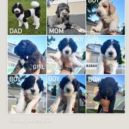 Sheepadoodle Puppies from Pretty Perfect Pups