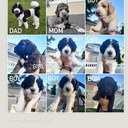 Sheepadoodle Puppies from Pretty Perfect Pups