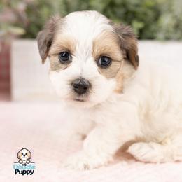 Cavapoo, Cockapoo, Maltipoo, and Poodle Puppies from My Doodle Puppy