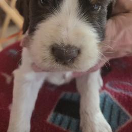 Carrot - Liver white and tan male English Springer Spaniel puppy in Brodhead, Wisconsin from Pinwheel Acres