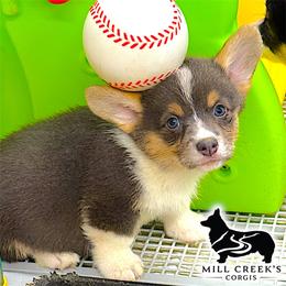 Skyla-Adorable girl with her natural long tail - Blue female Pembroke Welsh Corgi puppy in Taylorsville, North Carolina from Mill Creek’s Pembroke Welsh Corgis and French Bulldogs