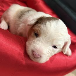Pumpkin - Red merle female Miniature American Shepherd puppy in Ballico, California from SierraVu Minis