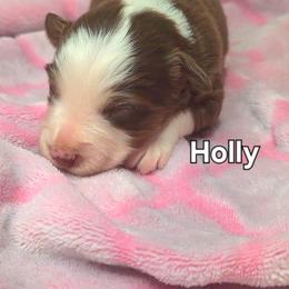 Holly - Red tri female Toy Australian Shepherd puppy in Bethany, Oklahoma from Donna's Toy & Mini Aussies