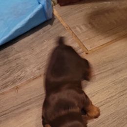 Pink - Chocolate and tan female Yorkshire Terrier puppy in Chickasha, Oklahoma from SISSYS YORKIES