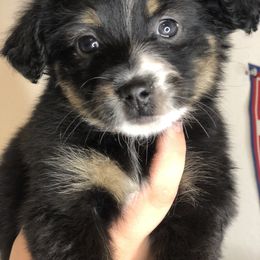 Pembroke Welsh Corgi and Toy Australian Shepherd Puppies from Double Bar H Corgis & Aussies
