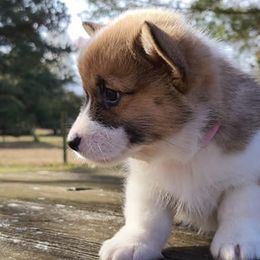 Pembroke Welsh Corgis from Longacres Farm