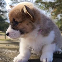 Pembroke Welsh Corgis from Longacres Farm