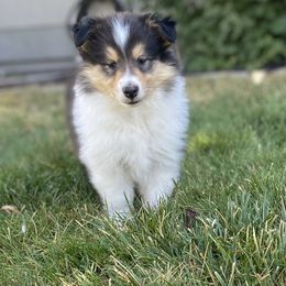 Collie Puppies from Cadie's Collies