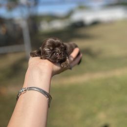 Chocolate and tan - Chocolate and tan female Shih Tzu puppy in Clinton, Tennessee from Southland’s Shih Tzus