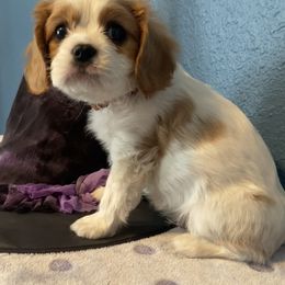 Cavalier King Charles Spaniel Puppies from Christina’s Cavaliers