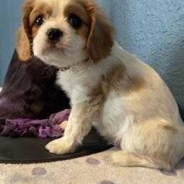 Cavalier King Charles Spaniel Puppies from Christina’s Cavaliers