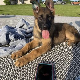 German Shepherd puppies from Zwinger aus dem Nordsternstaat