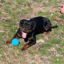 Fila  - Rottweiler