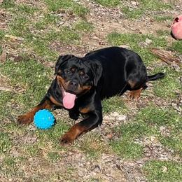 Fila  - Rottweiler