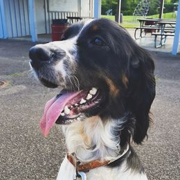 Chicory - English Springer Spaniel